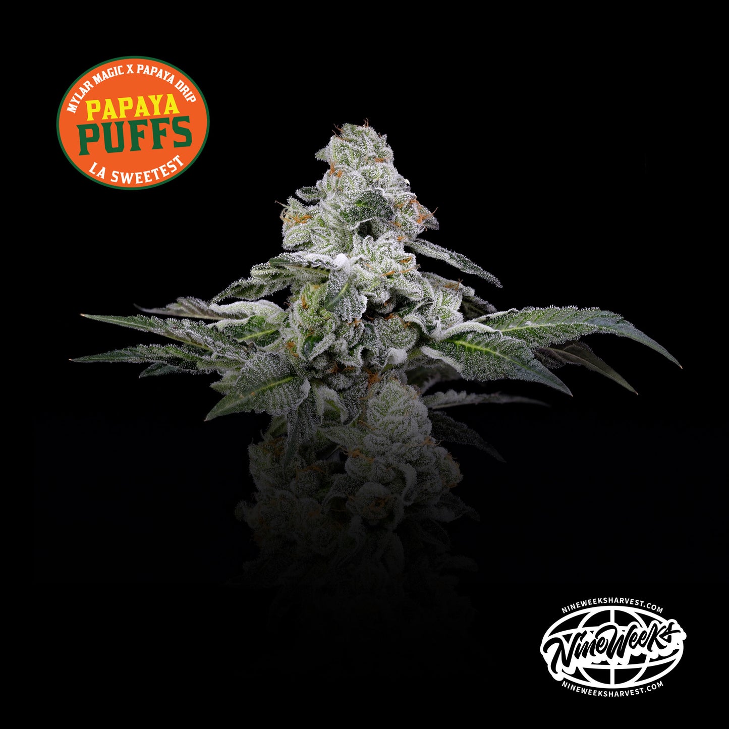 Papaya Puffs