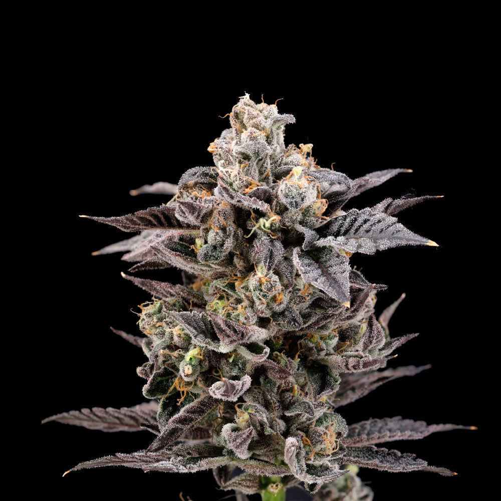 Cherry Banger