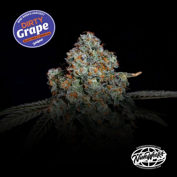 DIRTY GRAPE