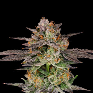 CANDY QUESO