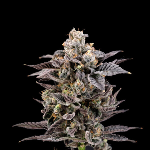CHERRY BANGER