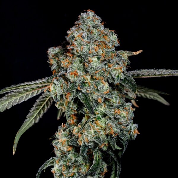 DIRTY GRAPE - Image 2