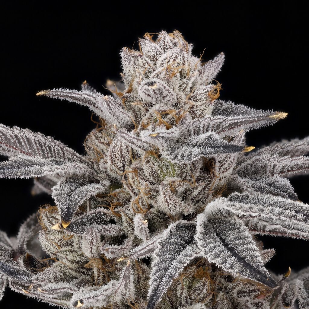 zorroz-v2-plant-full-1024x1024.jpg